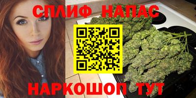 сатива Новозыбков