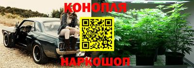 сатива Новозыбков