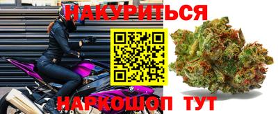 сатива Новозыбков